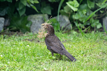 Obraz premium female common blackbird (Turdus merula) with with nesting material in its beak