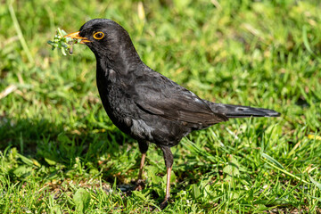 male common blackbird (Turdus merula) with caterpillars in its beak as food for the chicks