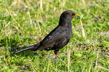 male common blackbird (Turdus merula) with caterpillars in its beak as food for the chicks