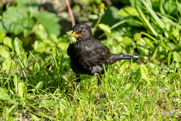 male common blackbird (Turdus merula) with caterpillars in its beak as food for the chicks