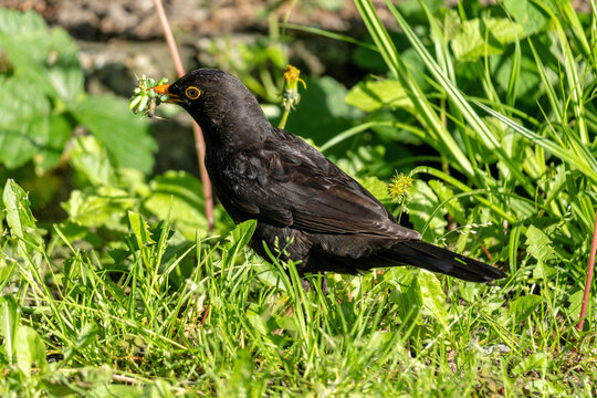 male common blackbird (Turdus merula) with caterpillars in its beak as food for the chicks
