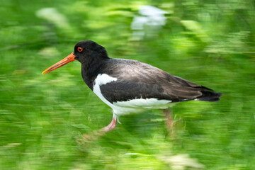 Eurasian oystercatcher (Haematopus ostralegus) running on meadow