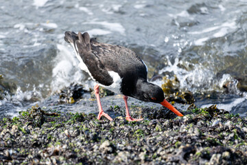 Eurasian oystercatcher (Haematopus ostralegus) on the shore of the Dutch North Sea