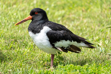 Eurasian oystercatcher (Haematopus ostralegus) resting on meadow