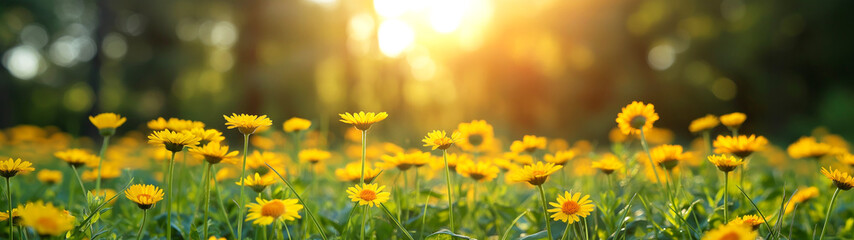 Fototapeta premium Field of yellow daisies basking in the morning sunlight. Generative AI 