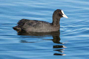 Eurasian coot (Fulica atra) swimming on a lake