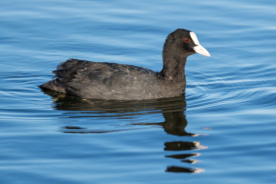 Eurasian coot (Fulica atra) swimming on a lake