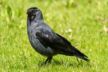 western jackdaw (Coloeus monedula) on meadow