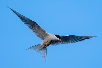 Obraz premium hovering common tern (Sterna hirundo) on the shore of the Ijsselmeer in the Netherlands