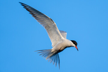 hovering common tern (Sterna hirundo) on the shore of the Ijsselmeer in the Netherlands