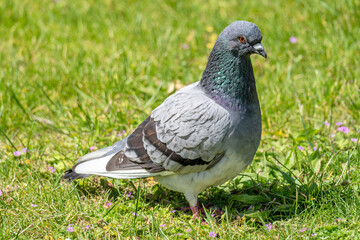 rock dove (Columba livia) on meadow
