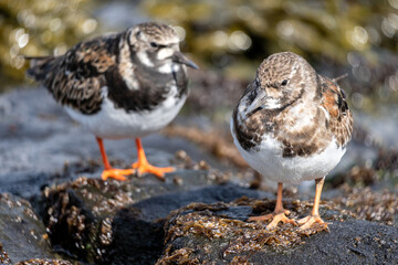 ruddy turnstone (Arenaria interpres) on the shore of the Dutch North Sea