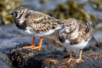 ruddy turnstone (Arenaria interpres) on the shore of the Dutch North Sea