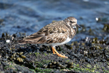 ruddy turnstone (Arenaria interpres) on the shore of the Dutch North Sea