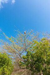 Virgin beach in the Caribbean. Turquoise blue beaches, with cliffs and vegetation