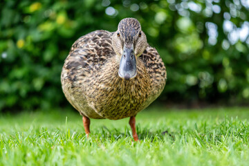 adult female mallard (Anas platyrhynchos) on meadow