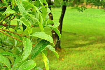 雨に濡れた緑の葉