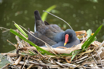 brooding common moorhen (Gallinula chloropus) in nest