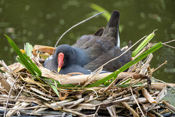 brooding common moorhen (Gallinula chloropus) in nest