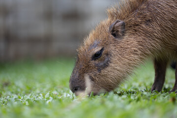 capybara  is a giant cavy rodent native to South America. It is the largest living rodent