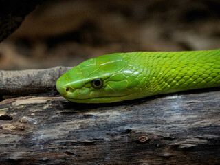 Dendroaspis angusticeps in the reptile house of the Cabarceno park in Cantabria (Spain)