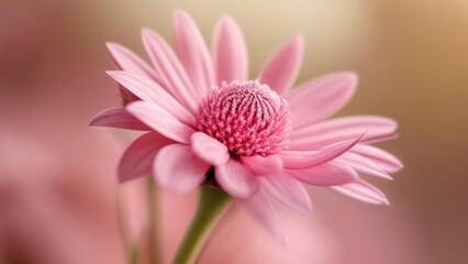Obraz premium Blooming beauty in soft focus