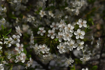 Close up of spring flowering white cherry tree branch. Cherry flowers in small clusters on a cherry tree branch, fading in to white, selective focus