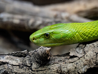 Dendroaspis angusticeps in the reptile house of the Cabarceno park in Cantabria (Spain)