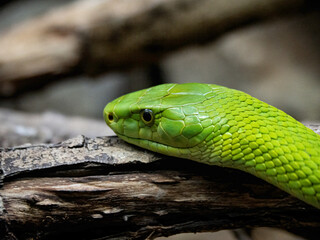 Dendroaspis angusticeps in the reptile house of the Cabarceno park in Cantabria (Spain)