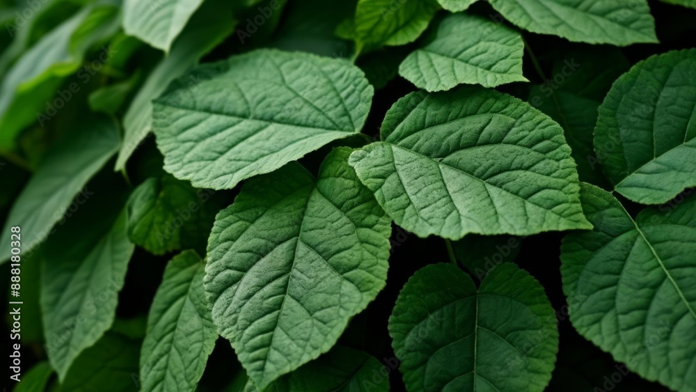 Wall mural  Vibrant green leaves in closeup perfect for naturethemed projects