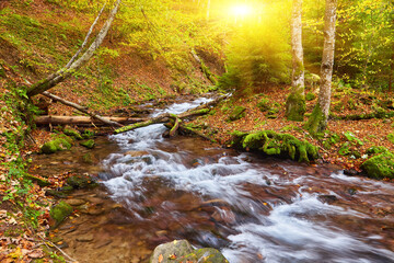 Autumn's Serenade: A Serene River Journey Through the Enchanting Forest