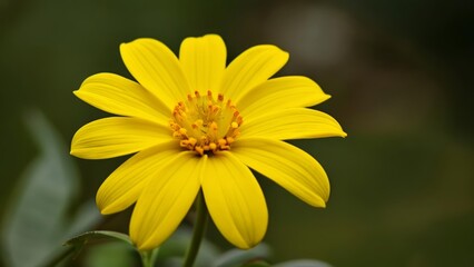Obraz premium Bright yellow flower blooming in nature