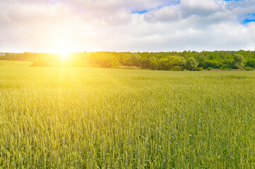 Green wheat field and colorful sunrise.