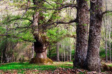 Castañar de El Tiemblo en primavera