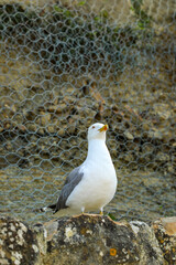 A seagull sits on the seashore, the shore of which is covered with a protective metal mesh.