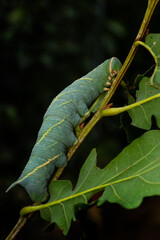 Oak Hawk-moth caterpillar  - Marumba quercus, caterpillar of moth from woodlands and oak forests of southern Europe, North Africa, the Near East and Mesopotamia.