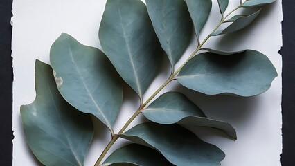 Obraz premium Eucalyptus leaves on paper background