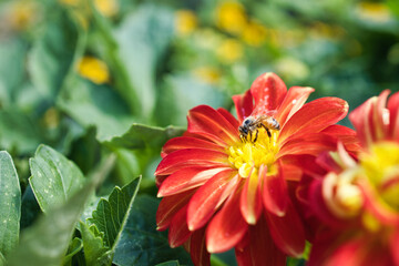 Bee on a red and yellow flower.