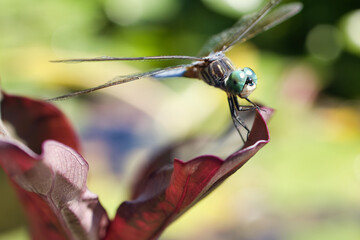Dragon fly on a red leaf.