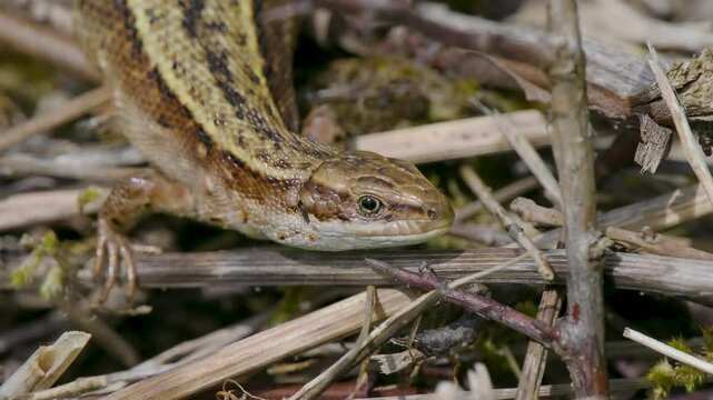 A close up of a common lizard (Zootoca vivipara) basking 