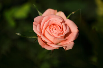 pink rose flower in close up