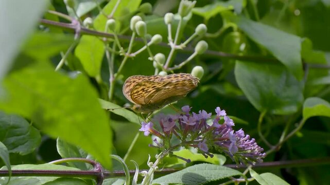 Silver-washed Fritillary Feeding on Buddleja