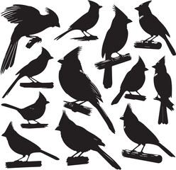 cardinal bird silhouette vectors on a white page high quality high resolution, black color isolated on white background
