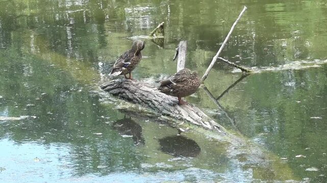 Wild ducks preen their feathers while sitting on a snag sticking out of the lake water