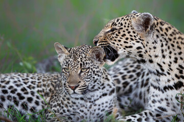 Leopard mother and cub - the female is taking care of the young leopard in Sabi Sands Game Reserve in the greater Kruger region in South Africa
