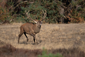 Red deer stag in the rutting season showing dominant bahaviour in the forest of National Park Hoge Veluwe in the Netherlands