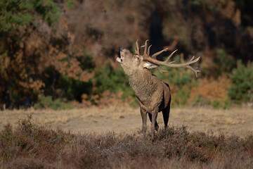 Red deer stag in the rutting season showing dominant bahaviour in the forest of National Park Hoge Veluwe in the Netherlands