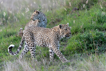 Leopard mother and cub - the female is taking care of the young leopard in Sabi Sands Game Reserve in the greater Kruger region in South Africa