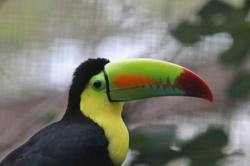 Porträt eines Braunrückentukans, Tukan, Ramphastos swainsonii © evbrbe