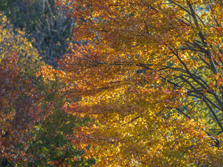 beautiful tree foliage in autumn